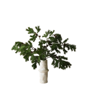 Botané Pohjoismainen mäntykimppu Vihreä