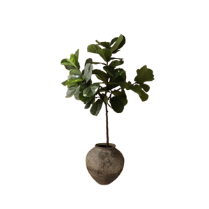 Botané Viulunlehti Viikunanvarret Vihreät