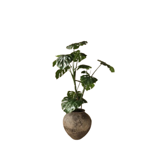 Botané Monstera -kasvi vihreä