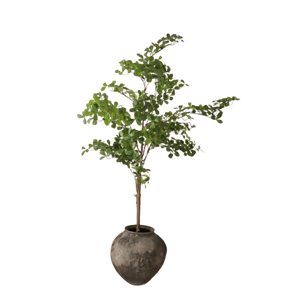 Botané Trooppinen mantelipuunvihreä
